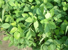 土豆叶子素材图片下载